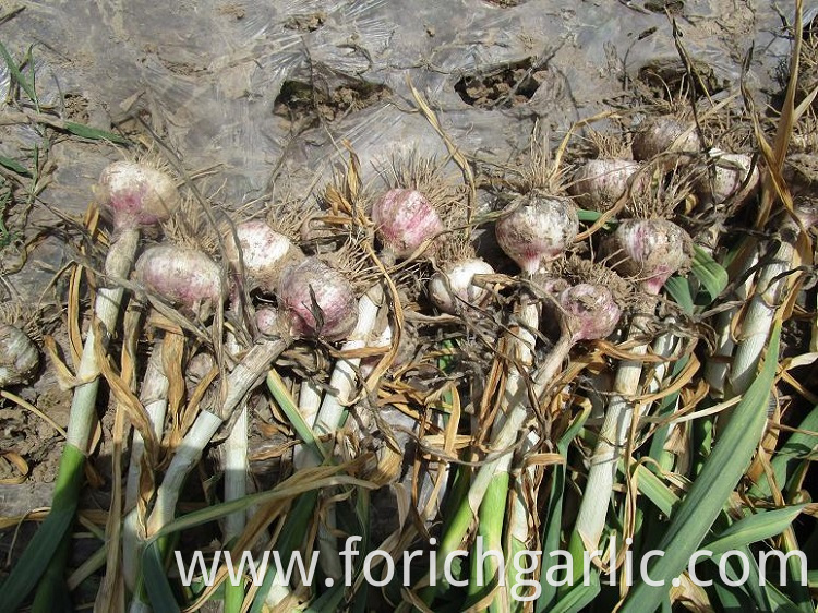 Normal White Garlic